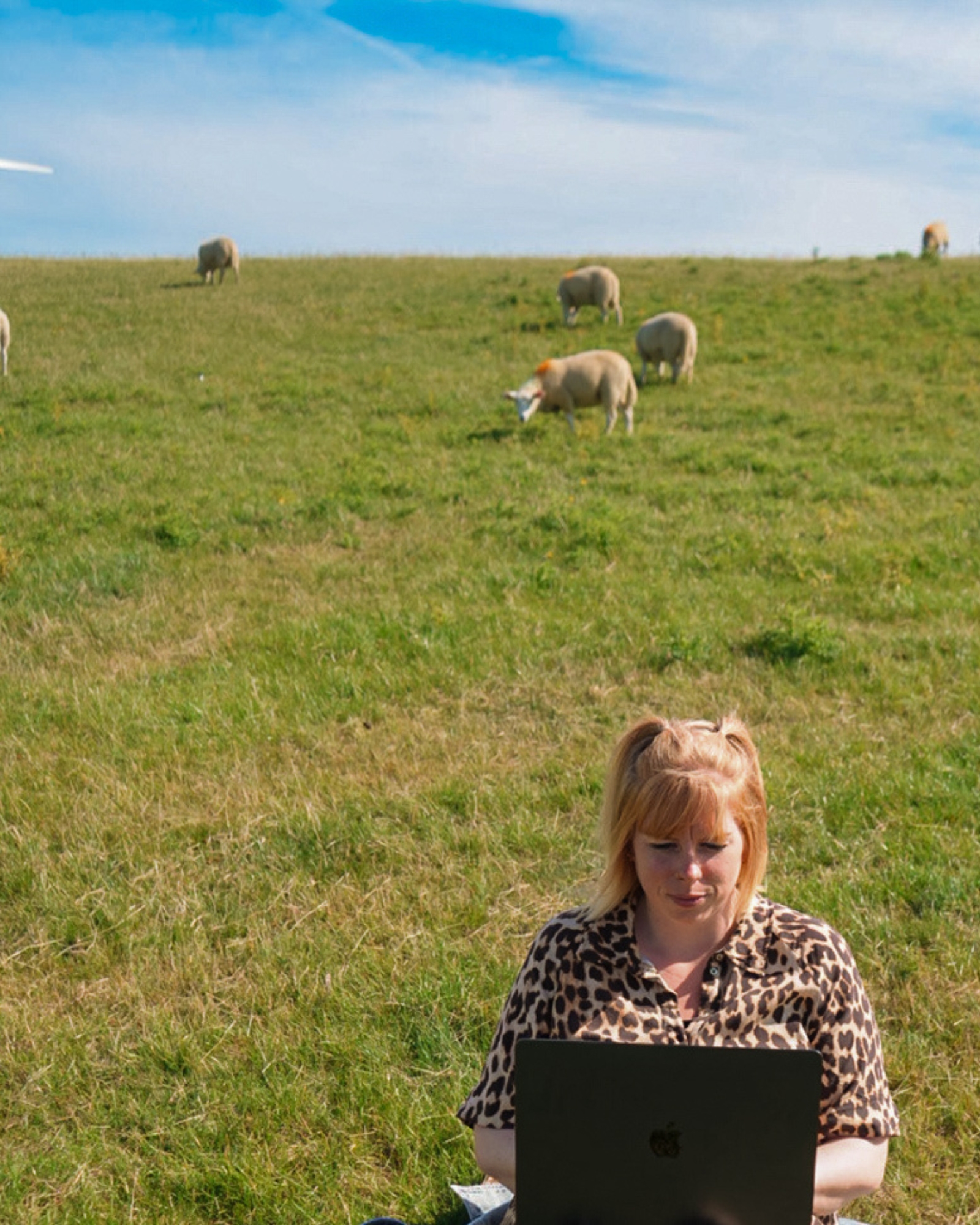 Maren Thiel von lautsocials sitzt mit Laptop auf einem Deich in Nordfriesland, im Hintergrund grasen Schafe